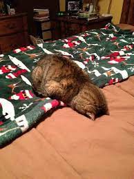 Face Plant Kitty Can T Be Bothered Cats Crazy Cats Funny Cats