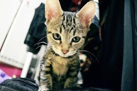 This surname is well known from the novel the godfather (1969) by mario puzo, as well as the films based on his characters. Korea Blog 2013