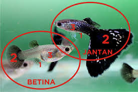 Untuk anda penghobi ikan guppy, kini menjadikan hobi menjadi sumber penghasilan sangatlah memungkinkan. 6 Cara Budidaya Ikan Guppy Bagi Pemula Panduan Lengkap Ilmubudidaya Com