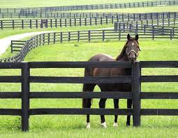 Maybe you would like to learn more about one of these? Horse Fencing For Special Needs Horse Journals