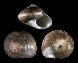 Image result for Isoglossa punctata