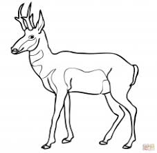It looks a bit like a deer and some covered wagon emigrants called it a prairie goat. Mexico Map Coloring Page Coloring Home