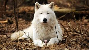 We present you our collection of desktop wallpaper theme: Wolf Wallpapers 1920x1080 Wallpaper Cave