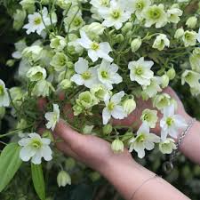 Best grown against a southwest wall to protect early buds from frost damage. Clematite X Cartmanii Early Sensation
