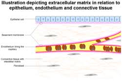 The endothelium is capable of remarkable plasticity. Basement Membrane Wikipedia