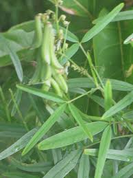Image result for Crotalaria trichotoma