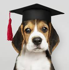 beagle puppy scholar free photo beagle downloads free images photos pictures puppy scholar vectors shenki biglya bigl sobaki shenok bigl