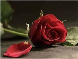اسم وردة مزخرف , خلفيات جميله باسم وردة; ØµÙˆØ± ÙˆØ±Ø¯ ÙˆÙ‚Ù„ÙˆØ¨ Ø¨ÙˆØ³ØªØ§Øª Ø­Ø¨ Ùˆ Ø±ÙˆÙ…Ø§Ù†Ø³ÙŠØ© Ù„Ù„ÙÙŠØ³ Ø¨ÙˆÙƒ Red Roses Red Rose Pictures Rose
