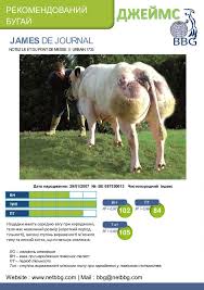 The belgian blue ( french: Sperm Of Bulls Of The Belgian Blue Breed In Kryzhanovka Online Store Centr Reprodukcii Zhivotnyh Ooo Buy Sperm Of Bulls Of The Belgian Blue Breed Kryzhanovka Ukraine Centr Reprodukcii Zhivotnyh Ooo