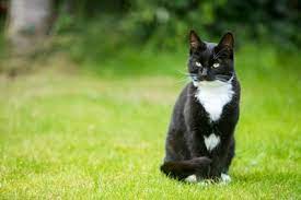 Cat Poisoning Symptoms And How To Spot It Cats Protection