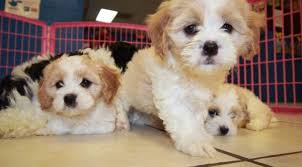 Cavachon puppies are the most popular puppy in the country and loved by all who meet them. Nice Blenheim And White Cavachon Puppies For Sale In Georgia At Puppies For Sale Local Breeders
