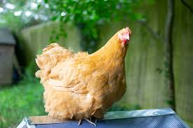 A chicken (called a pullet until she is a year old), begins laying eggs when she is about 18 to 20 they help control weeds in your flower beds and vegetable garden. My Year With Chickens What You Should Know Before Getting Chickens