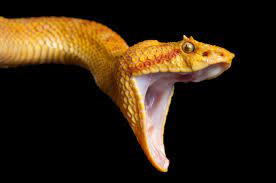 Many species of snakes have skulls with several more joints than their lizard ancestors, enabling them to swallow prey much larger than their heads with their highly mobile jaws. Snakes Facts And Information