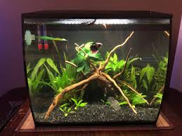 Custom 3d printed light it's an overflow filter with an output that creates a current too strong for a betta. Finally Satisfied With How My 1 Month Old Tank Looks Like I Hope My Betta Likes It And Finally Stops Biting His Fins Bettafish