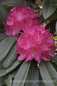 Rhododendron Sir Robert Peel An Old Early Flowering Waterer Hybrid Of Unknown Parentage It Develops Into A Small Tree And Ca Small Trees Rhododendron Photo