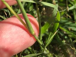 Image result for Eragrostis cylindriflora