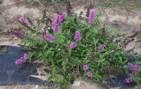 Buddleias or butterfly bushes do best where they have good drainage and prefer a full to mostly sunny position for the best overall health and flowering. Buddleia Buddleia Podaras 13 Tutti Fruitti Butterfly Pp22177 From Greenleaf Nursery