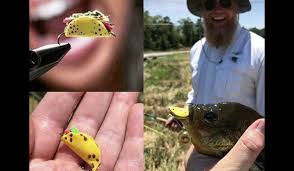 See more of fish & slips on facebook. Who Knew Taco Tuesday Even Applies To Pan Fish Outdoorhub
