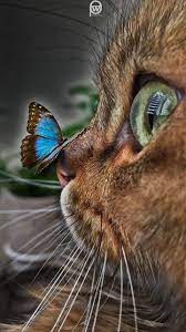 cat and butterfly wallpaper kedi ve kelebek duvar kagidi cute cat wallpaper beautiful cats cute baby cats