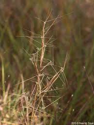 Image result for Aristida leucophaea