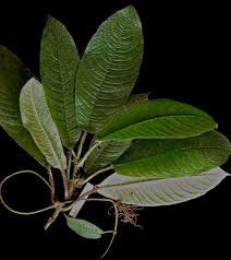 Image result for Lasianthus