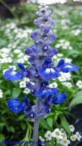 Sallyfun Blue Salvia Blooms All Season Long Planting Flowers Blue Flowers Salvia