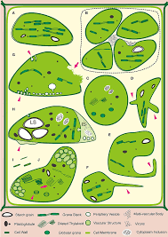 Plant cells have a larger, more regular structure in comparison to animal cells. Changes In The Ultrastructure Of Chloroplasts Induced By Virus Download Scientific Diagram