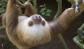 What Animals Live In The Amazon Rainforest Animal Facts World Animal Protection Costa Rica Animals