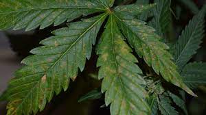 Brown Spots On My Cannabis Plant Leaves Autoflowering Cannabis Blog