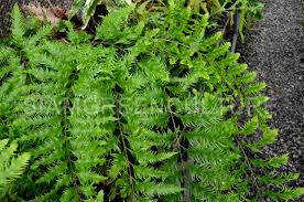 Image result for Drynaria