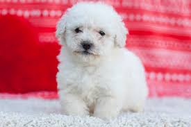 Schau dir angebote von bichon frisee auf ebay an. Bichon Frise Poodle Mix Information And Photos Thriftyfun
