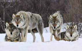 The Return Of Wolves To The Northern Rocky Mountains Has Been Called One Of America S Greatest Conservation Stori Photoshopped Animals Grey Wolf Animals Wild