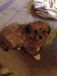 Shih Tzu Pomeranian Mix Black And Brown Shiranian Pomeranian Shih Tzu Mix Info Care Training Shih Tzu And Pomeranian Mix Everything You Need In 2020 Cute Small Dogs Shih Tzu Training Cutest Small Dog Breeds