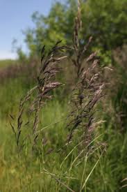 Image result for Panicum phragmitoides