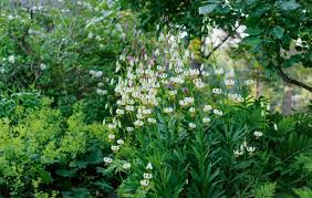 Image result for Lilium martagon Alba