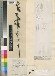 Image result for Eulophia nyasae