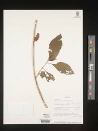 Image result for Achyrospermum