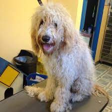 Librivox is a hope, an experiment, and a question: Springerdoodle Breed Information Characteristics Heath Problems Dogzone Com