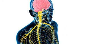 إنه محاط بشبكة من الأوعية الدموية وتحيط به السائل النخاعي. Ø§Ø¹Ø±Ø§Ø¶ ØªØµÙ„Ø¨ Ø§Ù„Ø£Ø¹ØµØ§Ø¨ Ø§Ø³ØªØ´Ø§Ø±ÙŠ
