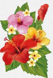Hibiscus Flowers Illustration Flower Bouquet Decorative Arts Tropical Flower Herbaceous Plant Hibiscus Flower Drawing Flower Drawing Flower Bouquet Painting
