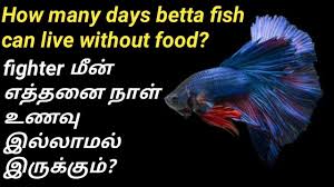 Therefore, the recommended time you can leave your fish without food is 4 or 5 days. Betta à®® à®© à®‰à®£à®µ à®‡à®² à®² à®®à®² à®Žà®¤ à®¤à®© à®¨ à®³ à®µ à®´ à®® Can Betta Live Without Food Fish Aquarium Tamil Youtube