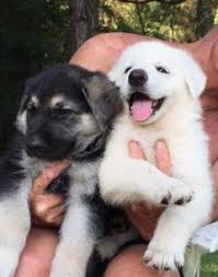 When getting a black shepherd puppy, make sure you're bringing home the right one. German Shepherd Puppies Black Tan And Solid White For Sale In Madison Florida Classified Americanlisted Com