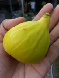 Résultat de recherche d'images pour "yellow lebanese fig"