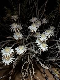 🌙✨ The Queen of the Night has risen! ✨🌙 Last night, the mysterious and  majestic Night-Blooming Cereus cactus (Peniocereus greggii) put on its  once-a-year show — blooming for just a single night!