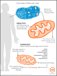 Protect Your Mitochondria Protect Your Health Mitochondria Mitochondrial Disease Awareness Mitochondrial Disease