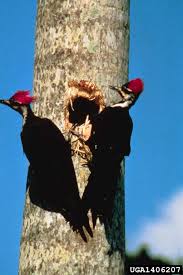 Its small size makes it versatile, and it may forage on weed stalks as well as in large trees. Pileated Woodpecker Dryocopus Pileatus Wildlife Journal Junior