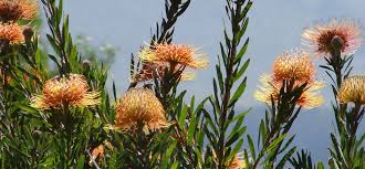 Image result for Leucospermum