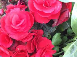 Raymond PETRUSCH Obituary (2014)