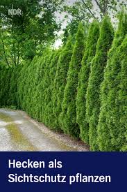 Hecke Pflanzen Darauf Kommt Es An Hecke Pflanzen Pflanzen Gartenteiler