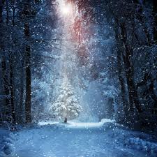 Please contact us if you want to publish a laptop 4k nature wallpaper on our site. 2932x2932 Forest Winter Snow Ipad Pro Retina Display Hd 4k Wallpapers Images Backgrounds Photos And Pictures